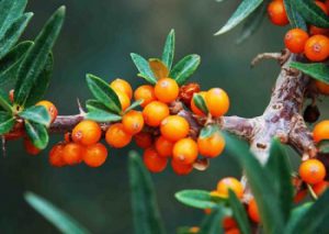 sea buckthorn seed oil