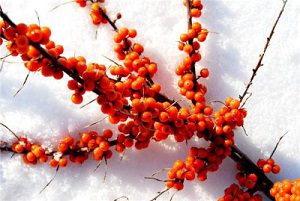 sea buckthorn pulp oil